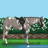 Horse Color:White Spotted Smoky Grullo Varnish 
