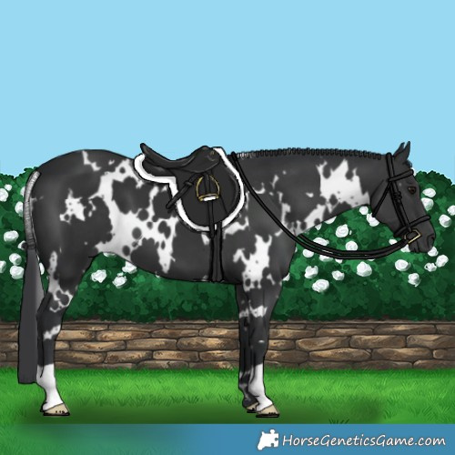 Horse Color:White Spotted Black 