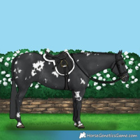 Horse Color:White Spotted Black Rabicano 