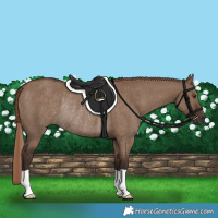 Horse Color:Liver Red Dun Rabicano 