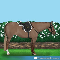 Horse Color:Liver Red Dun