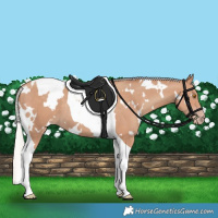 Horse Color:White Spotted Silver Classic Champagne Tobiano 