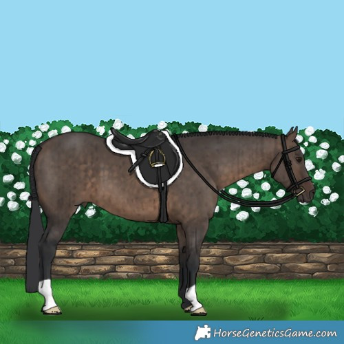 Horse Color:Brown Dun Brindle