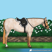 Horse Color:Red Roan 