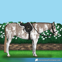 Horse Color:Liver Red Dun Sabino 