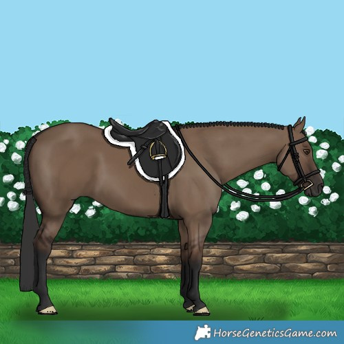 Horse Color:Liver Red Dun 