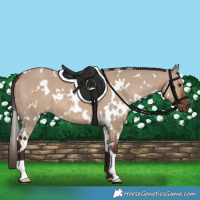 Horse Color:White Spotted Liver Red Dun 