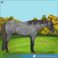 Horse Color:Smoky Blue Roan Appaloosa 