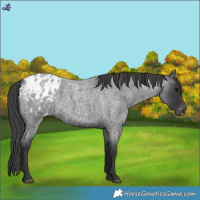 Horse Color:Blue Roan Appaloosa