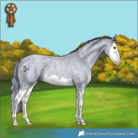 Horse Color:Watercolor Blue Roan Sabino Splash 