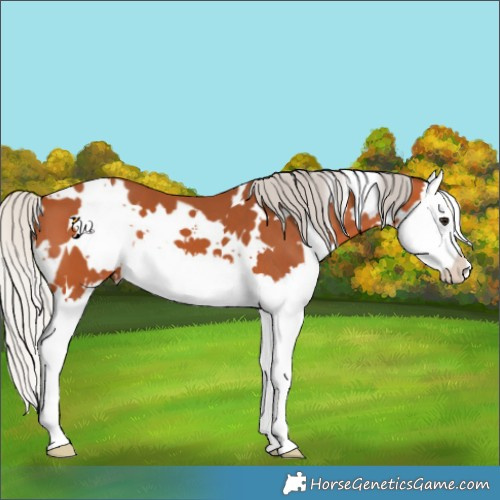 Horse Color:White Spotted Silver Bay Splash 