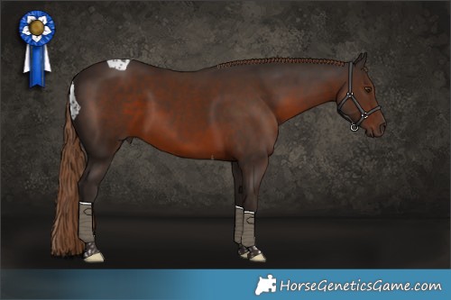 Horse Color:Liver Chestnut Tobiano 