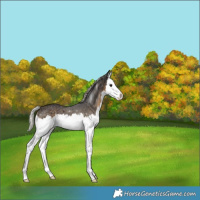Horse Color:Silver Smoky Black Splash