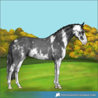Horse Color:Black Sabino