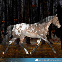 Horse Color:White Spotted Bay Dun Appaloosa Rabicano