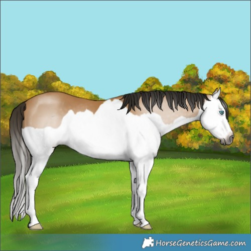 Horse Color:Gray Buckskin Splash