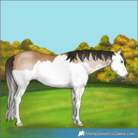 Horse Color:Gray Buckskin Splash 