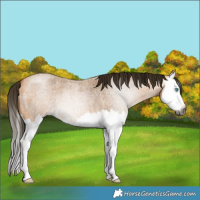 Horse Color:Gray Buckskin Roan Splash 