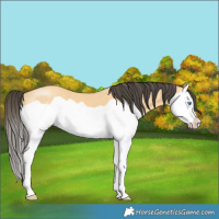 Horse Color:Buckskin Splash 