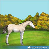 Horse Color:Buckskin Roan Splash