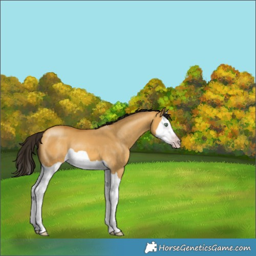 Horse Color:Gray Amber Cream Champagne Dun Splash 