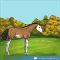 Horse Color:Gray Buckskin Splash 