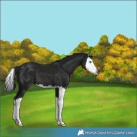 Horse Color:Gray Black Splash 