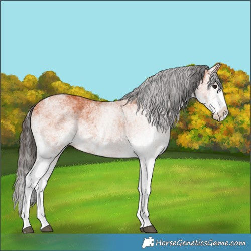 Horse Color:White Spotted Bay Splash and White Spotted Bay Splash