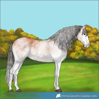 Horse Color:White Spotted Bay Splash and White Spotted Bay Splash