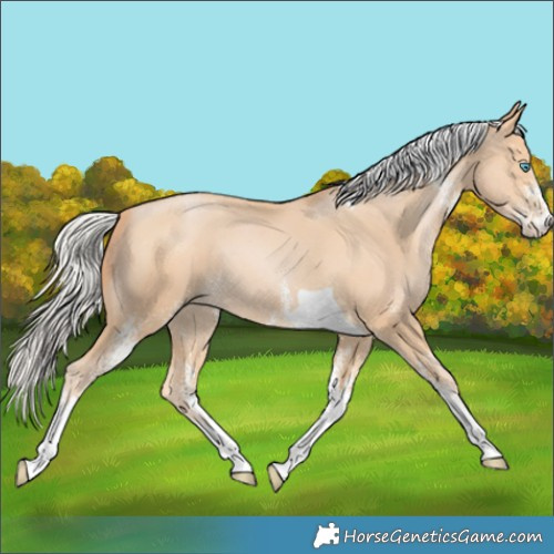 Horse Color:White Spotted Silver Buckskin Pearl Tobiano Rabicano