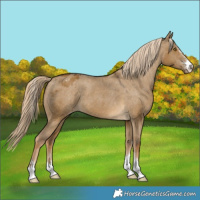 Horse Color:Chocolate Palomino Dun Appaloosa 