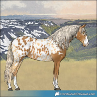 Horse Color:Palomino Near Leopard  and Gray Palomino Near Leopard 