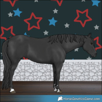 Horse Color:Black 