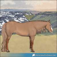 Horse Color:Red Dun Splash