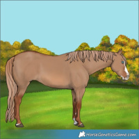 Horse Color:Red Dun Splash