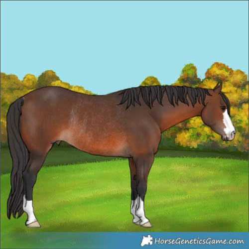 Horse Color:Brown Rabicano 