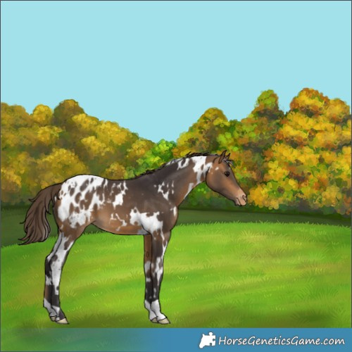 Horse Color:White Spotted Buckskin Blanket 