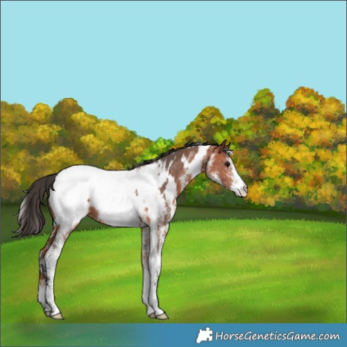 Horse Color:White Spotted Bay Snowcap 