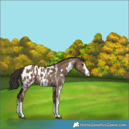 Horse Color:White Spotted Liver Red Dun Appaloosa 