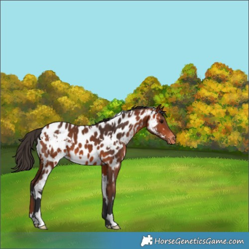 Horse Color:White Spotted Bay Appaloosa 