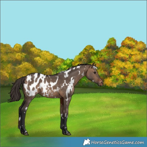 Horse Color:White Spotted Brown Dun Appaloosa 