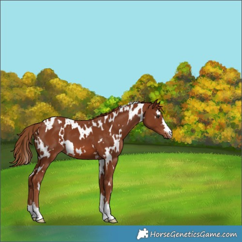 Horse Color:White Spotted Chestnut