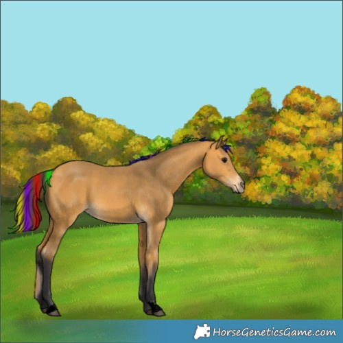 Horse Color:Painted Buckskin 
