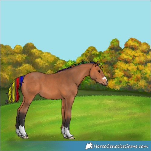 Horse Color:Painted Bay 