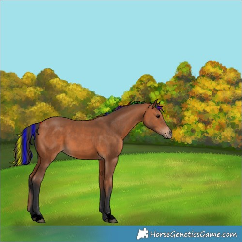 Horse Color:Painted Bay 