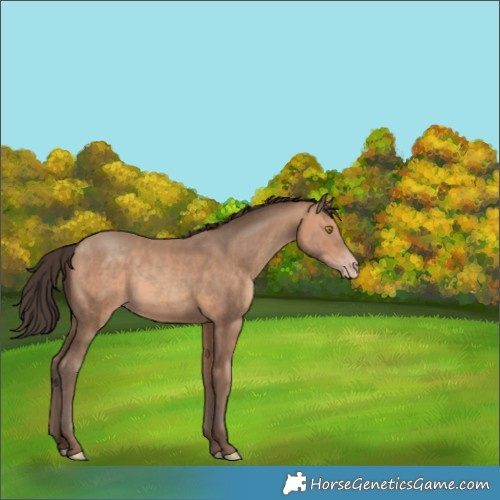 Horse Color:Amber Champagne Rabicano 