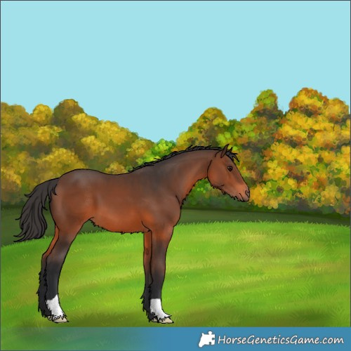 Horse Color:Brown 