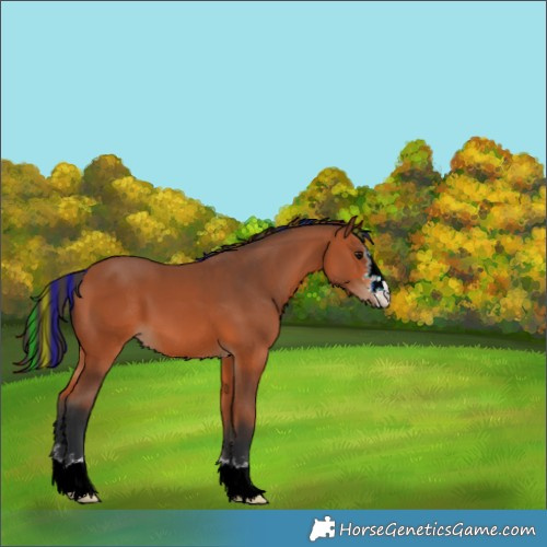 Horse Color:Painted Bay 
