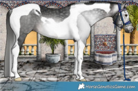 Horse Color:Gray Bay Tobiano 