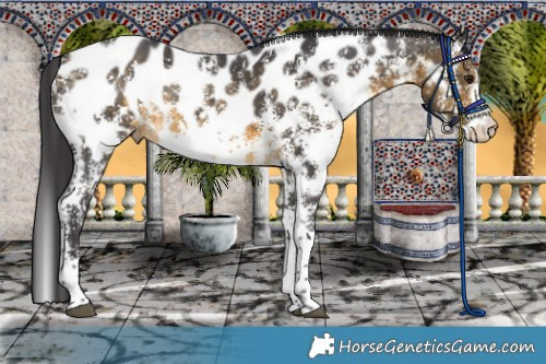 Horse Color:Buckskin Sabino Appaloosa Rabicano 